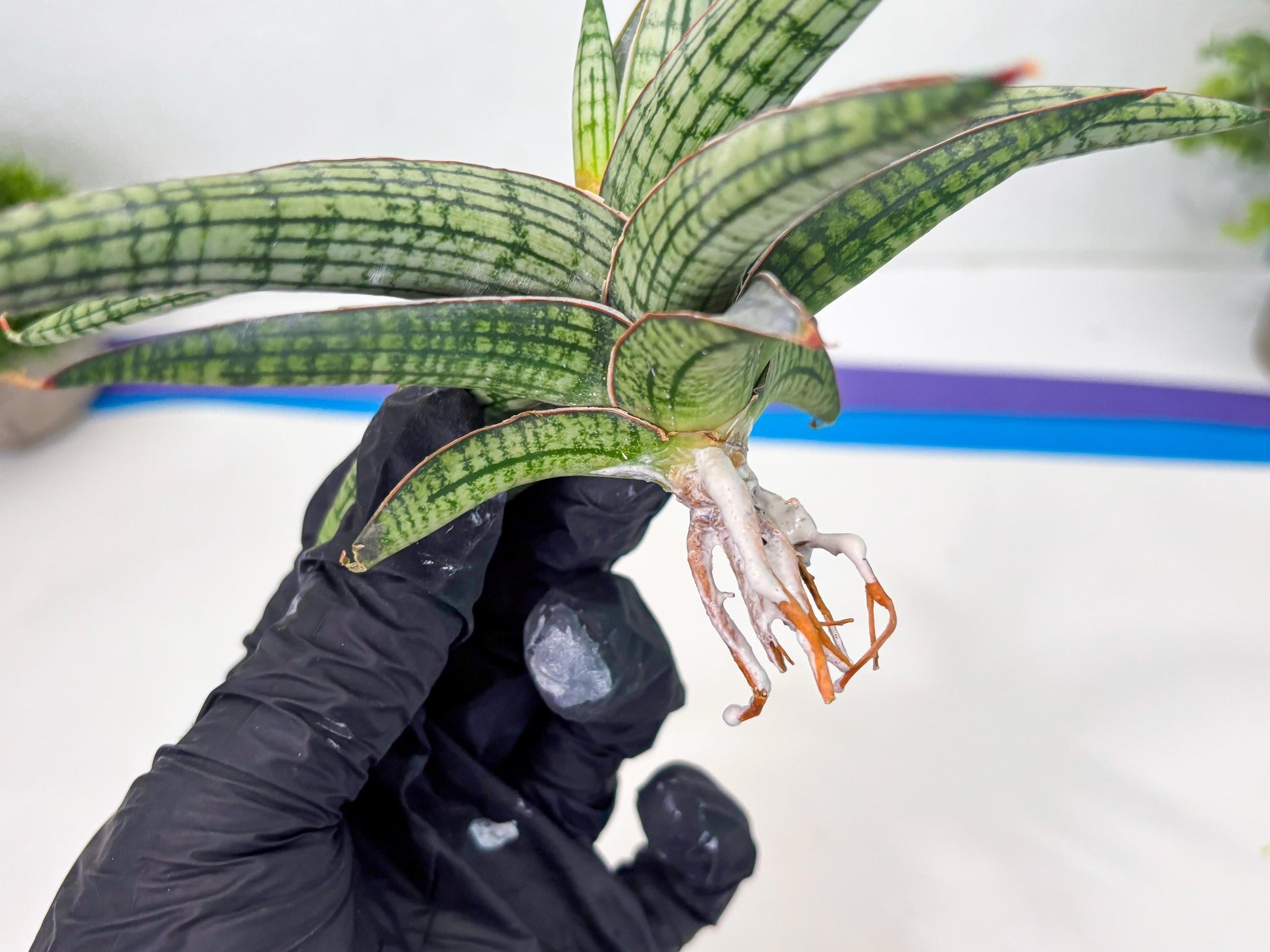 Sansevieria Heise Yusan (cj4) (9) | Rare Import