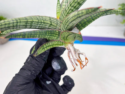 Sansevieria Heise Yusan (cj4) (9) | Rare Import