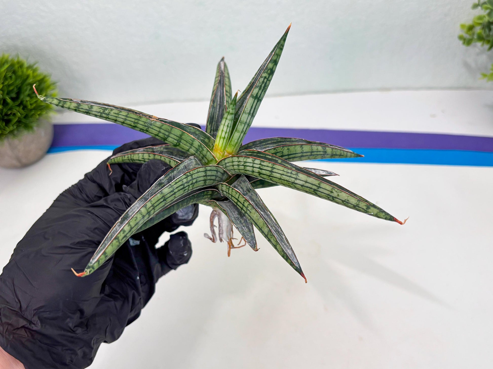 Sansevieria Heise Yusan (cj4) (9) | Rare Import