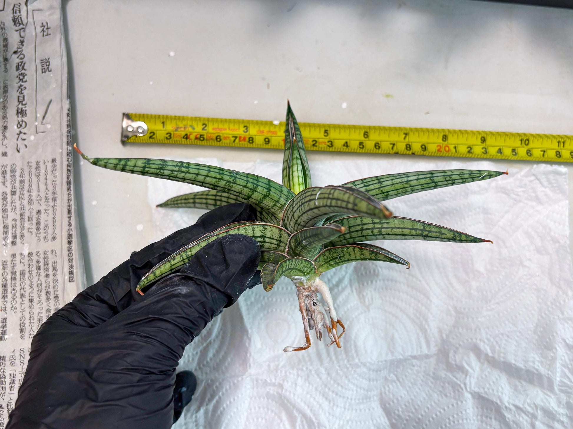 Sansevieria Heise Yusan (cj4) (9) | Rare Import