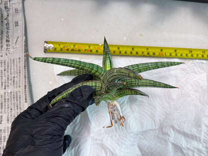 Sansevieria Heise Yusan (cj4) (9) | Rare Import