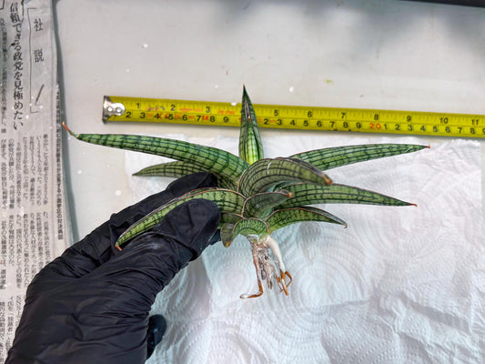 Sansevieria Heise Yusan (cj4) (9) | Rare Import