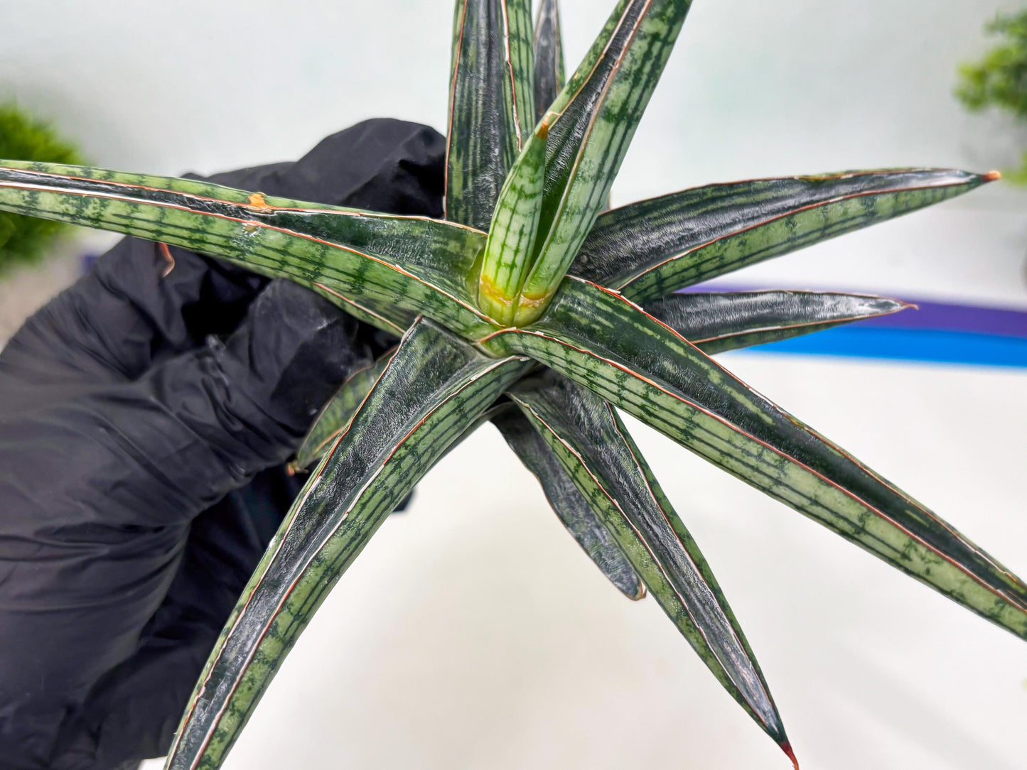 Sansevieria Heise Yusan (cj4) (9) | Rare Import