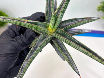 Sansevieria Heise Yusan (cj4) (9) | Rare Import