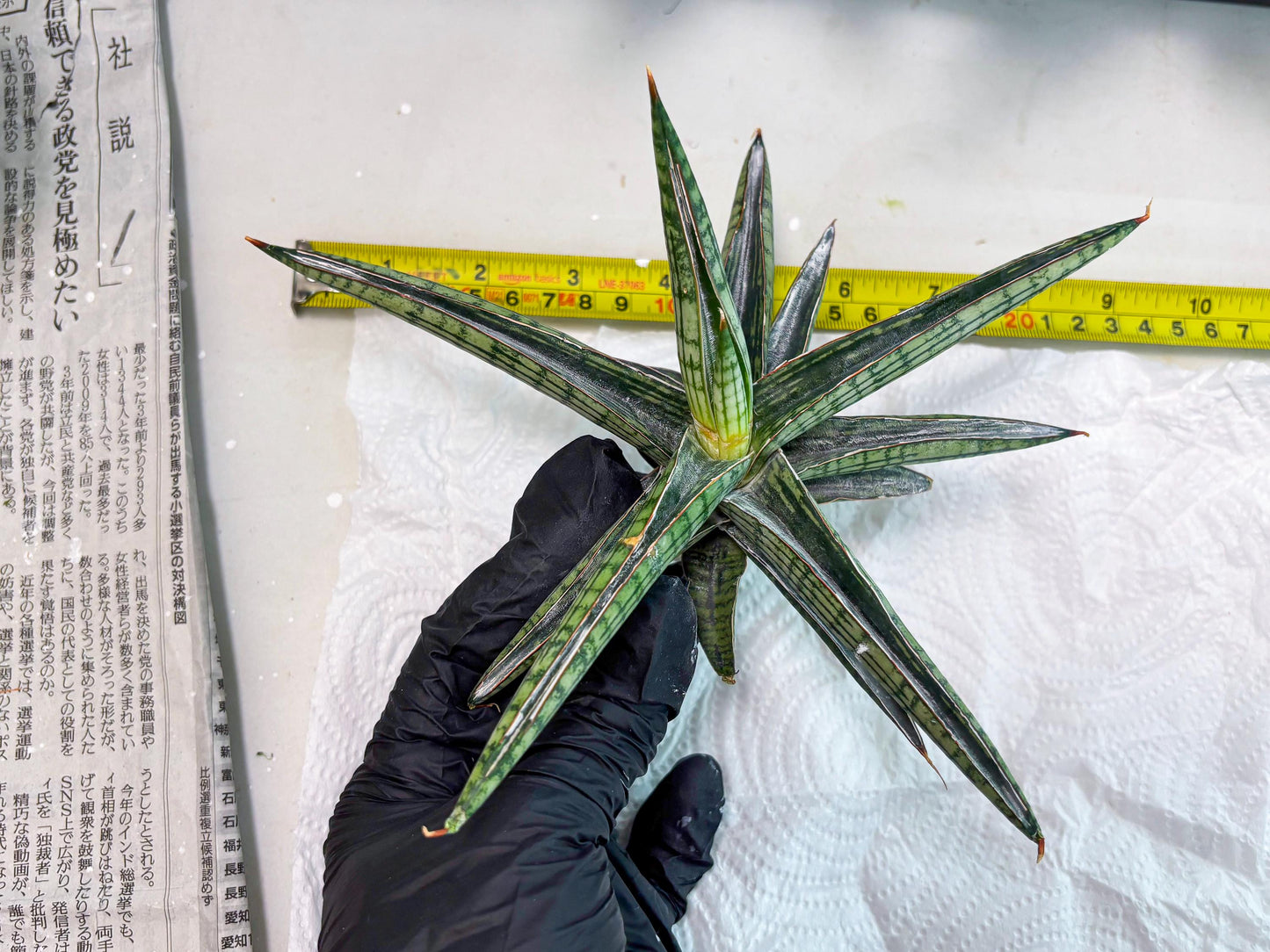 Sansevieria Heise Yusan (cj4) (9) | Rare Import