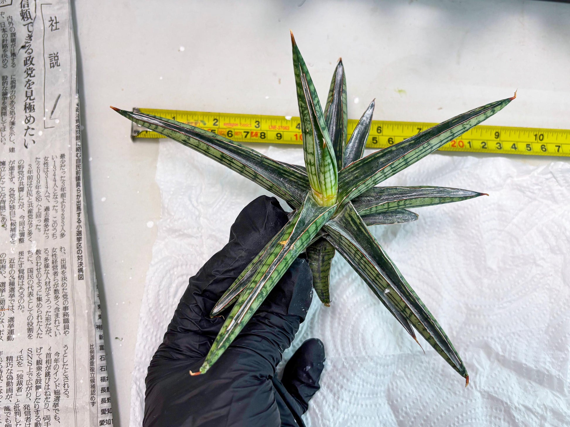 Sansevieria Heise Yusan (cj4) (9) | Rare Import