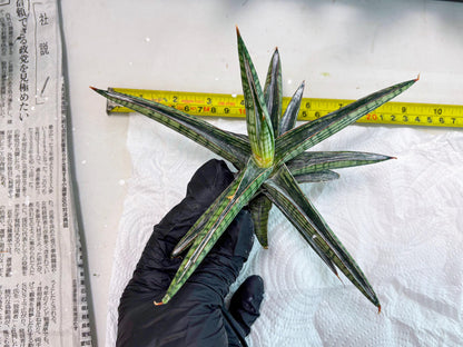 Sansevieria Heise Yusan (cj4) (9) | Rare Import