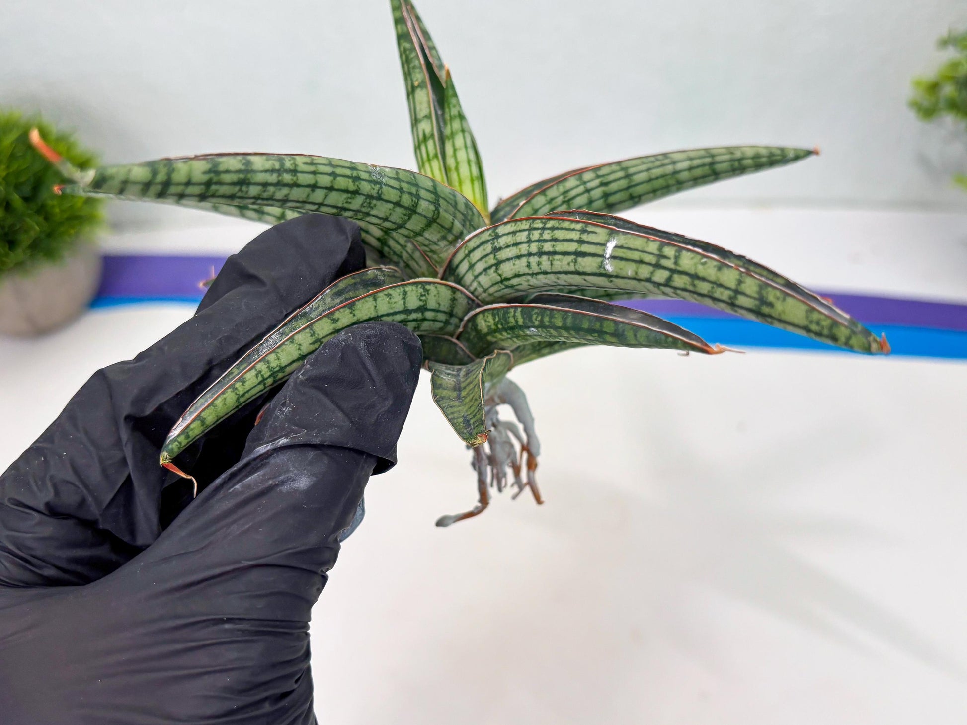 Sansevieria Heise Yusan (cj4) (9) | Rare Import