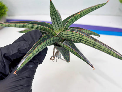 Sansevieria Heise Yusan (cj4) (9) | Rare Import