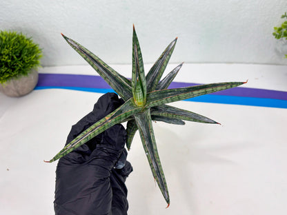 Sansevieria Heise Yusan (cj4) (9) | Rare Import