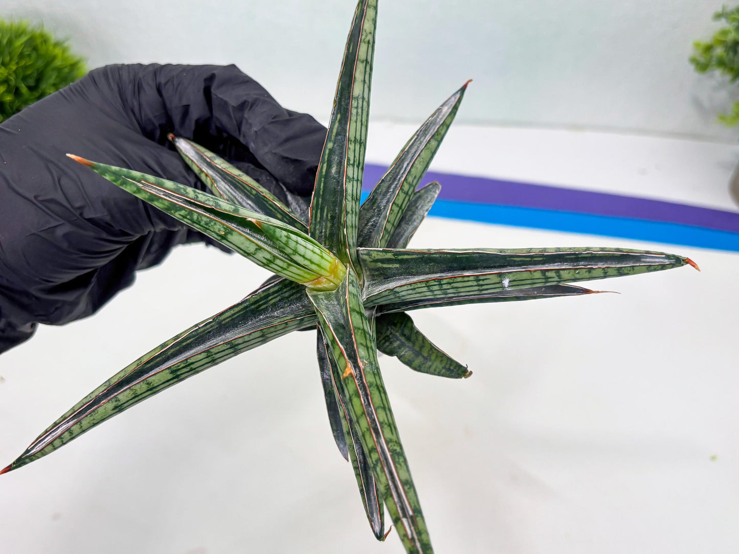 Sansevieria Heise Yusan (cj4) (9) | Rare Import