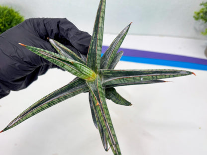 Sansevieria Heise Yusan (cj4) (9) | Rare Import