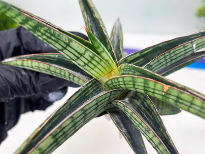 Sansevieria Heise Yusan (cj4) (9) | Rare Import