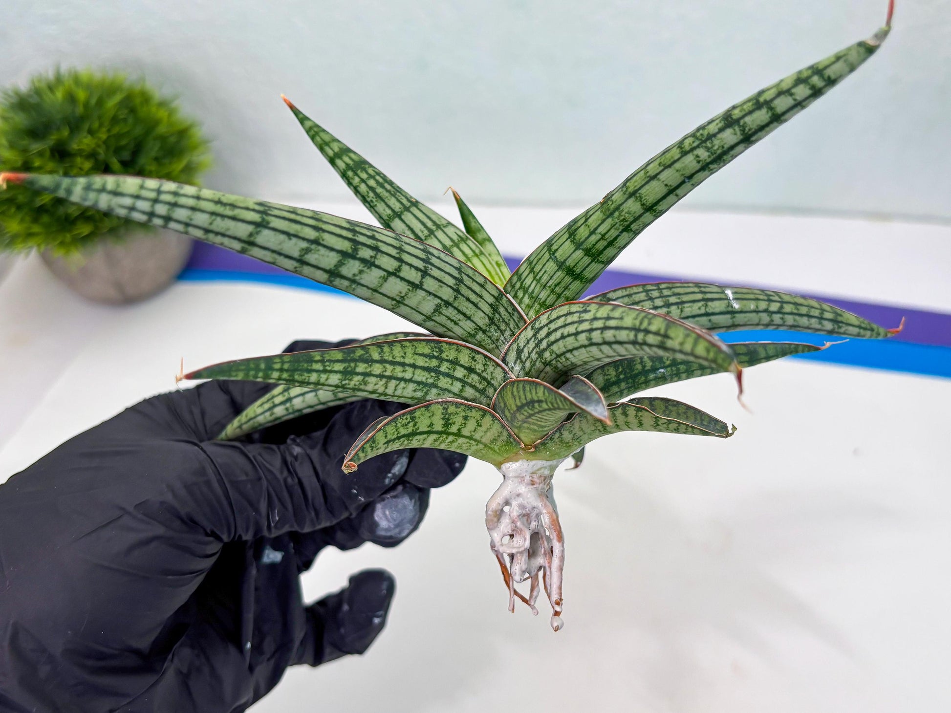 Sansevieria Heise Yusan (cj4) (9) | Rare Import