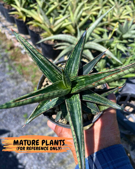 Sansevieria Heise Yusan (cj4) (9) | Rare Import