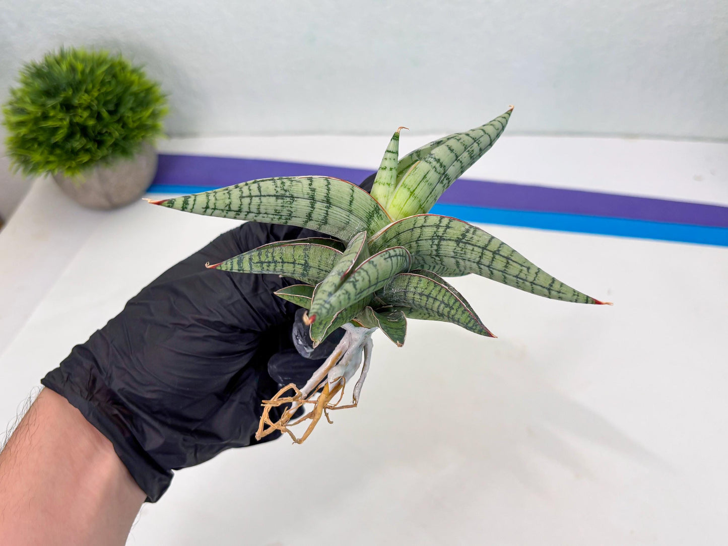 Sansevieria Xiao She (cj4) (13) | Rare Import