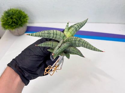 Sansevieria Xiao She (cj4) (13) | Rare Import