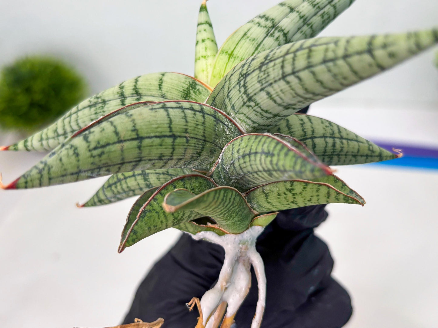 Sansevieria Xiao She (cj4) (13) | Rare Import