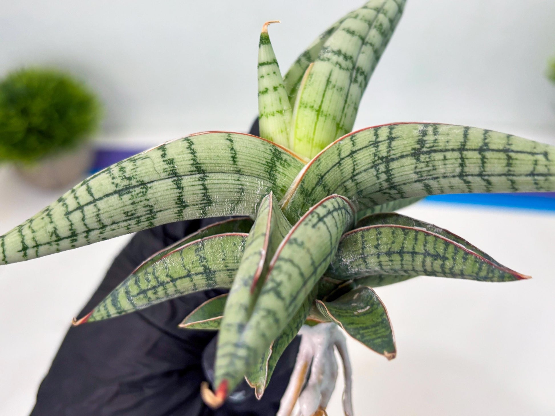 Sansevieria Xiao She (cj4) (13) | Rare Import