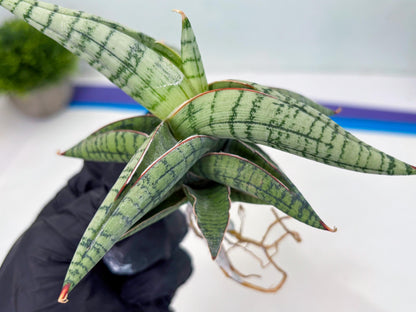 Sansevieria Xiao She (cj4) (13) | Rare Import
