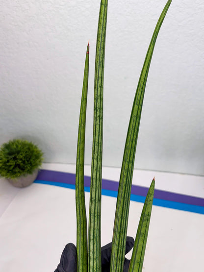 Sansevieria Mill Lignes (b4) | Imported hybrids