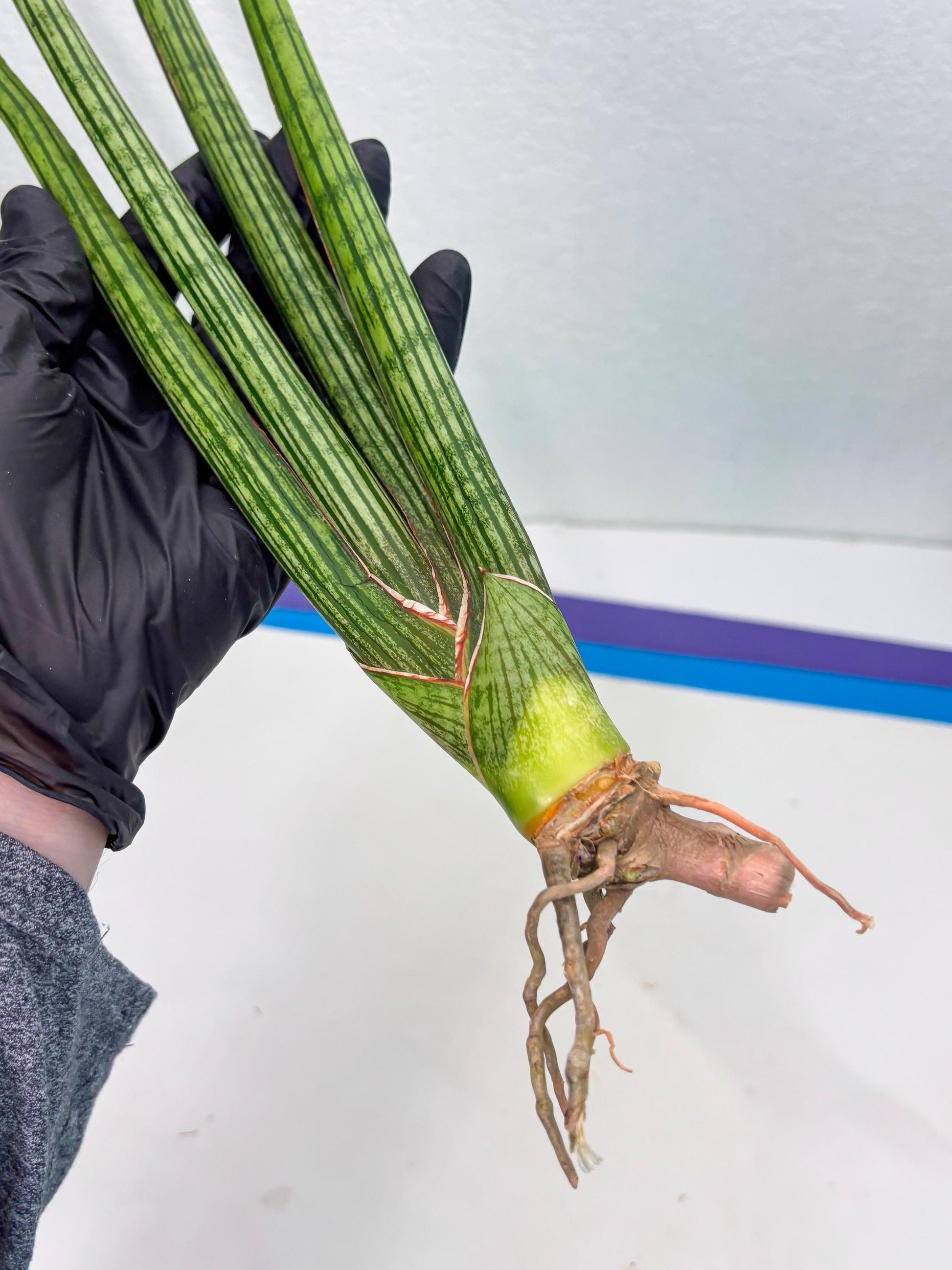 Sansevieria Mill Lignes (b4) | Imported hybrids