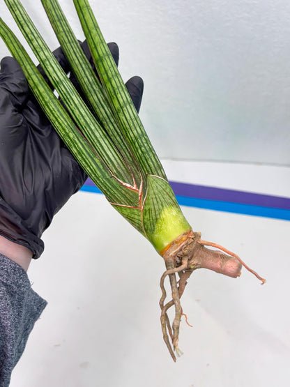 Sansevieria Mill Lignes (b4) | Imported hybrids