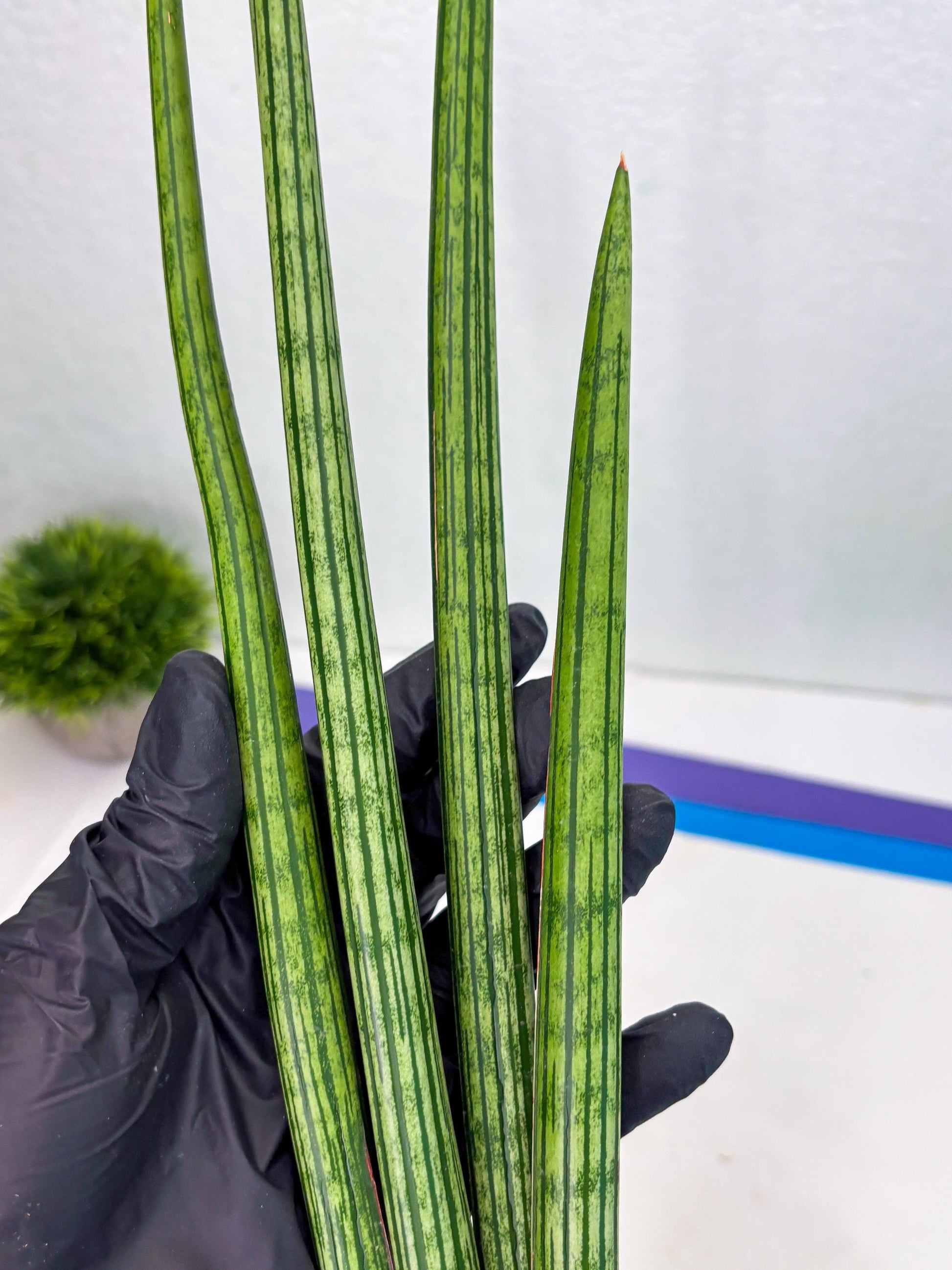 Sansevieria Mill Lignes (b4) | Imported hybrids
