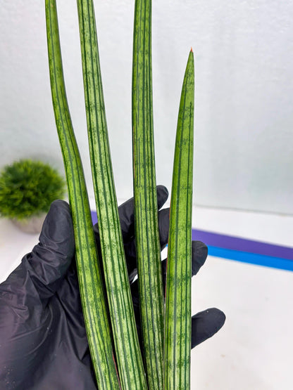 Sansevieria Mill Lignes (b4) | Imported hybrids