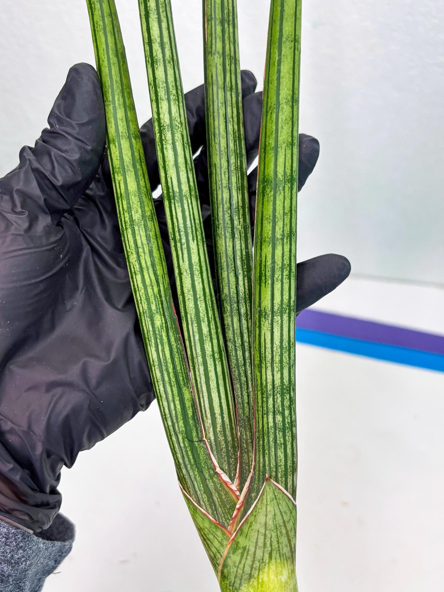 Sansevieria Mill Lignes (b4) | Imported hybrids