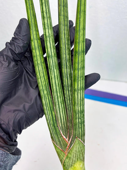 Sansevieria Mill Lignes (b4) | Imported hybrids