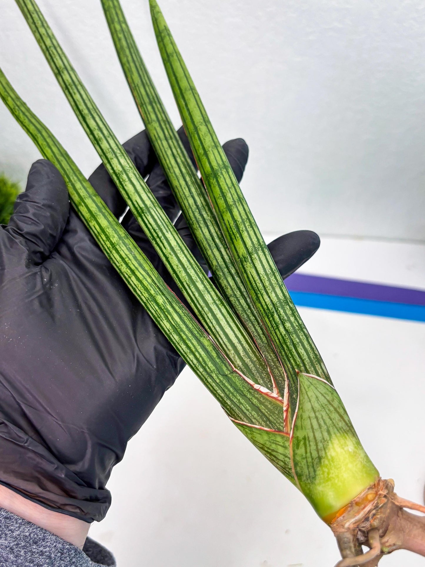 Sansevieria Mill Lignes (b4) | Imported hybrids