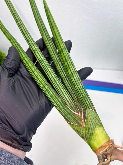Sansevieria Mill Lignes (b4) | Imported hybrids