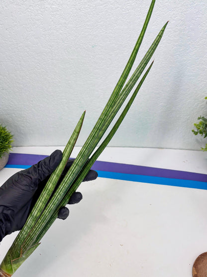 Sansevieria Mill Lignes (b4) | Imported hybrids