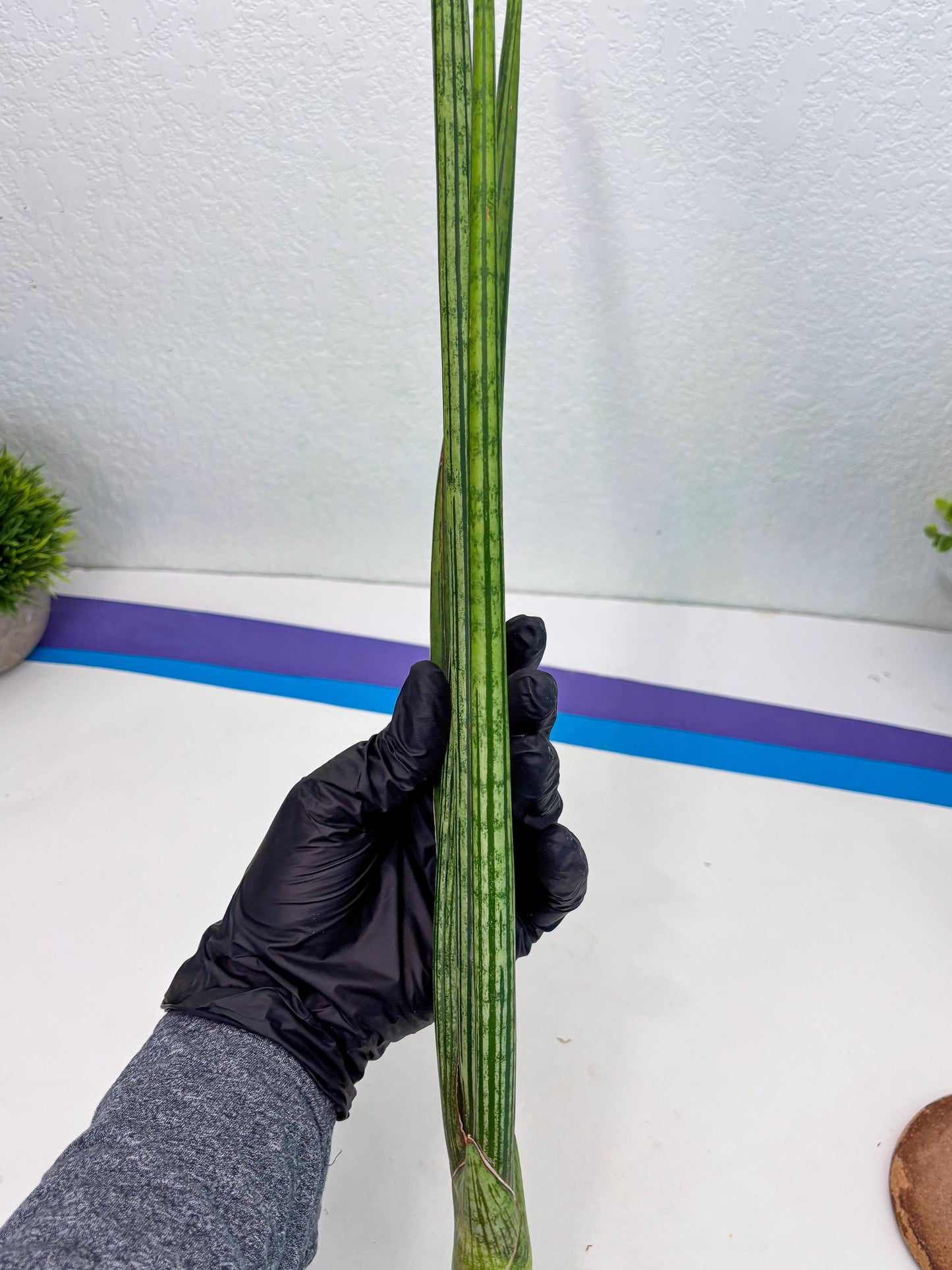 Sansevieria Mill Lignes (b4) | Imported hybrids