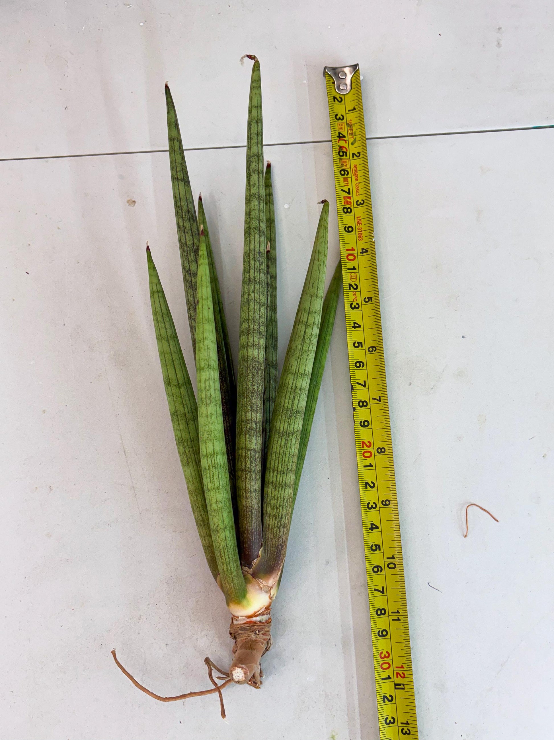 Sansevieria Lancia (b11) | Imported hybrids