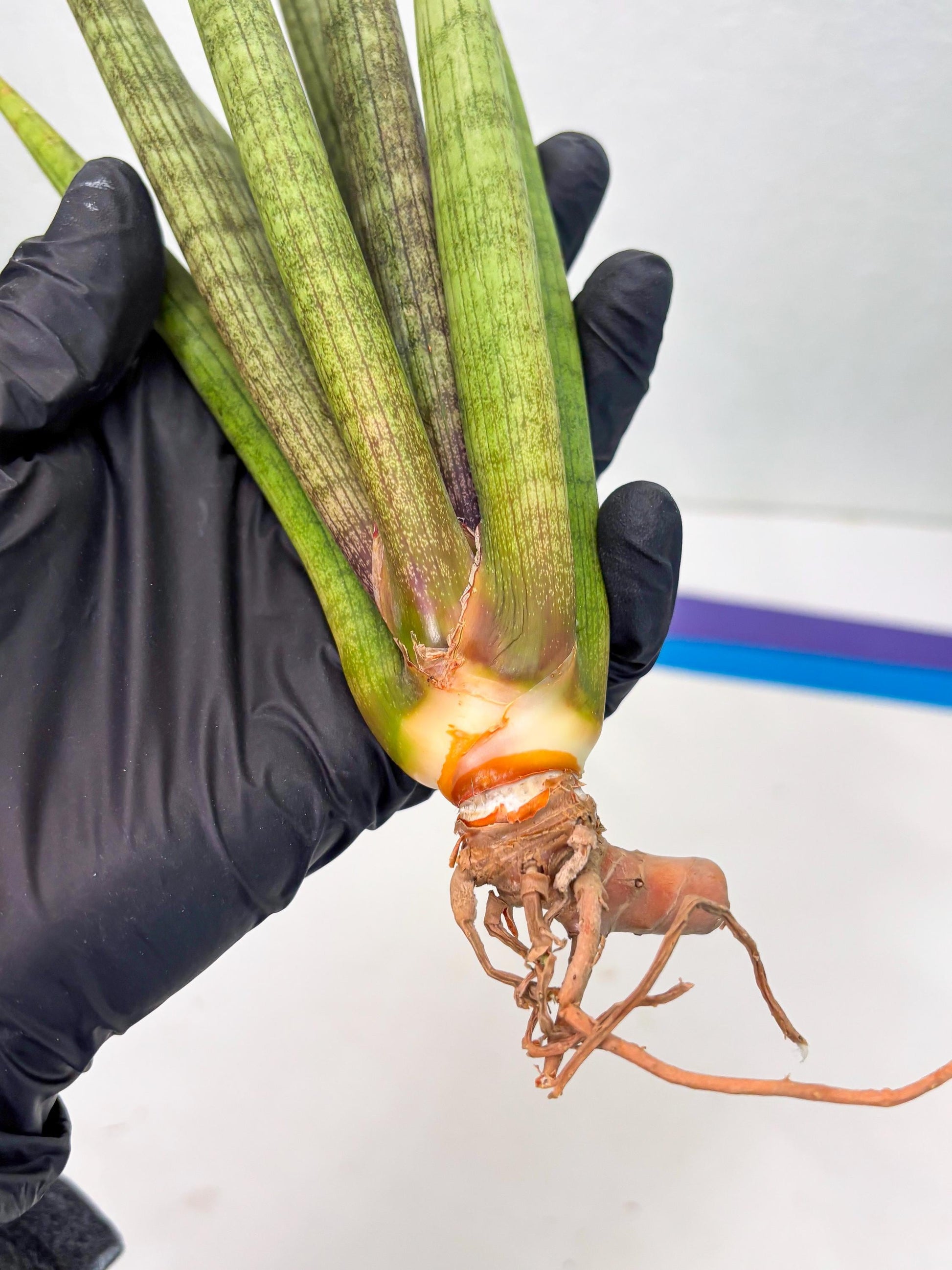 Sansevieria Lancia (b11) | Imported hybrids