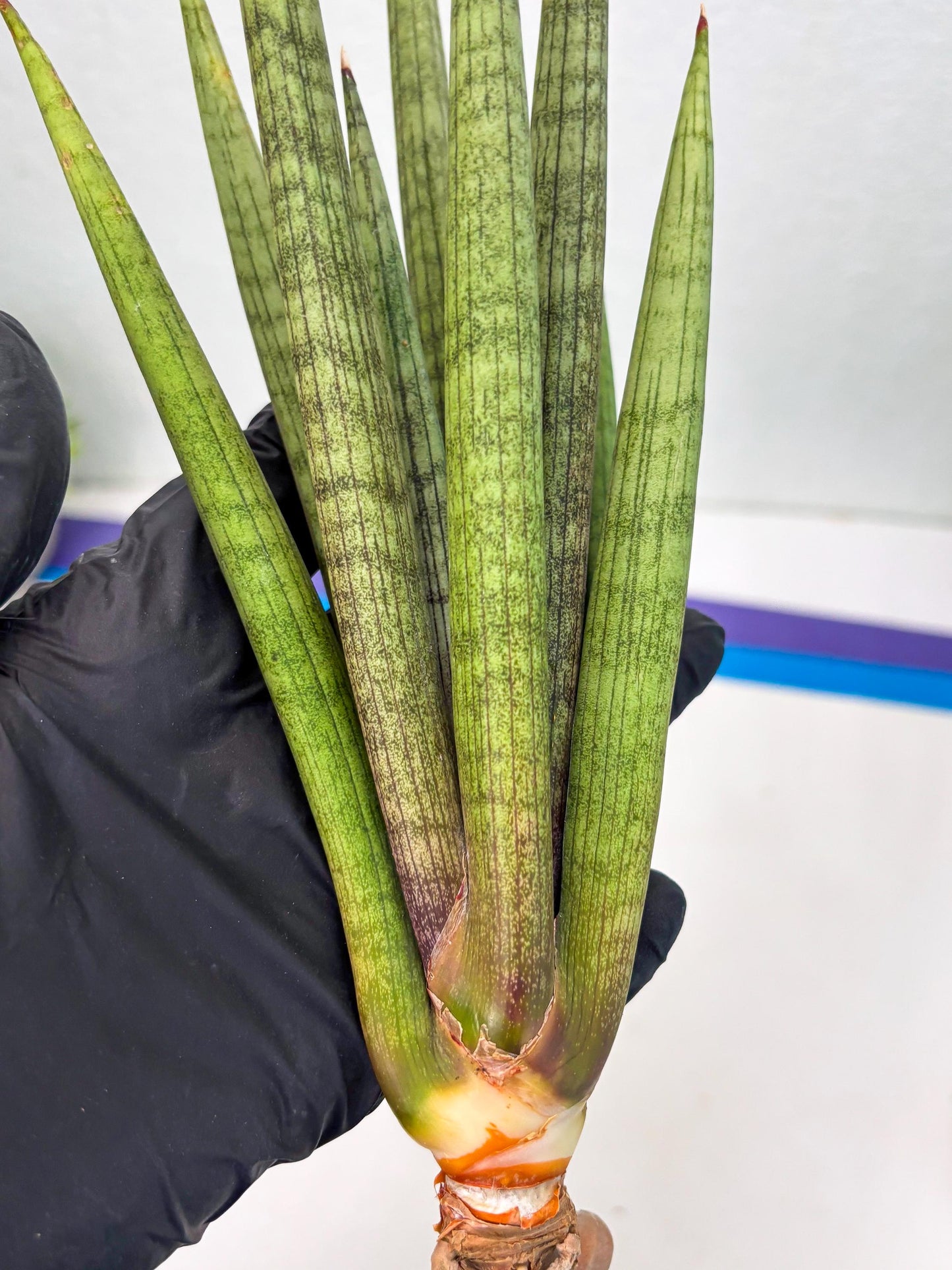 Sansevieria Lancia (b11) | Imported hybrids