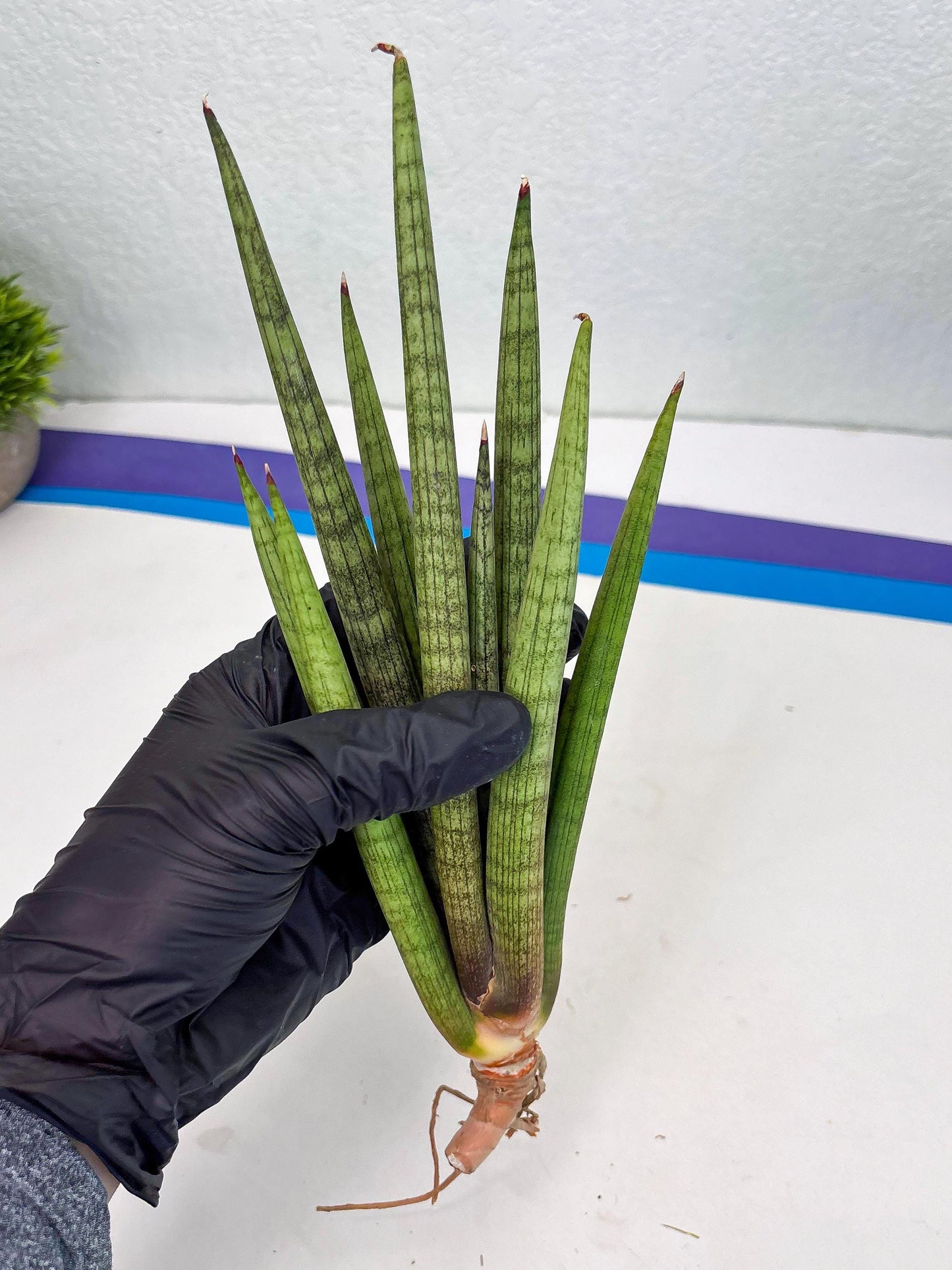 Sansevieria Lancia (b11) | Imported hybrids