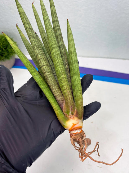 Sansevieria Lancia (b11) | Imported hybrids