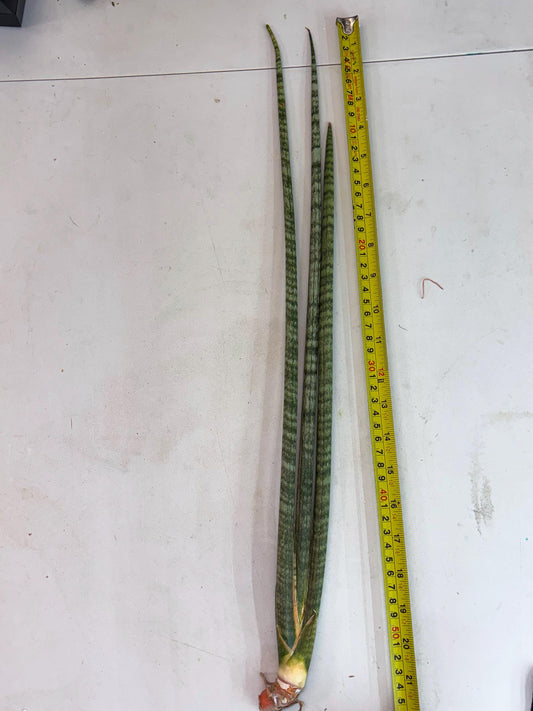 Sansevieria Pix Maro (b9) | New Hybrids Imported