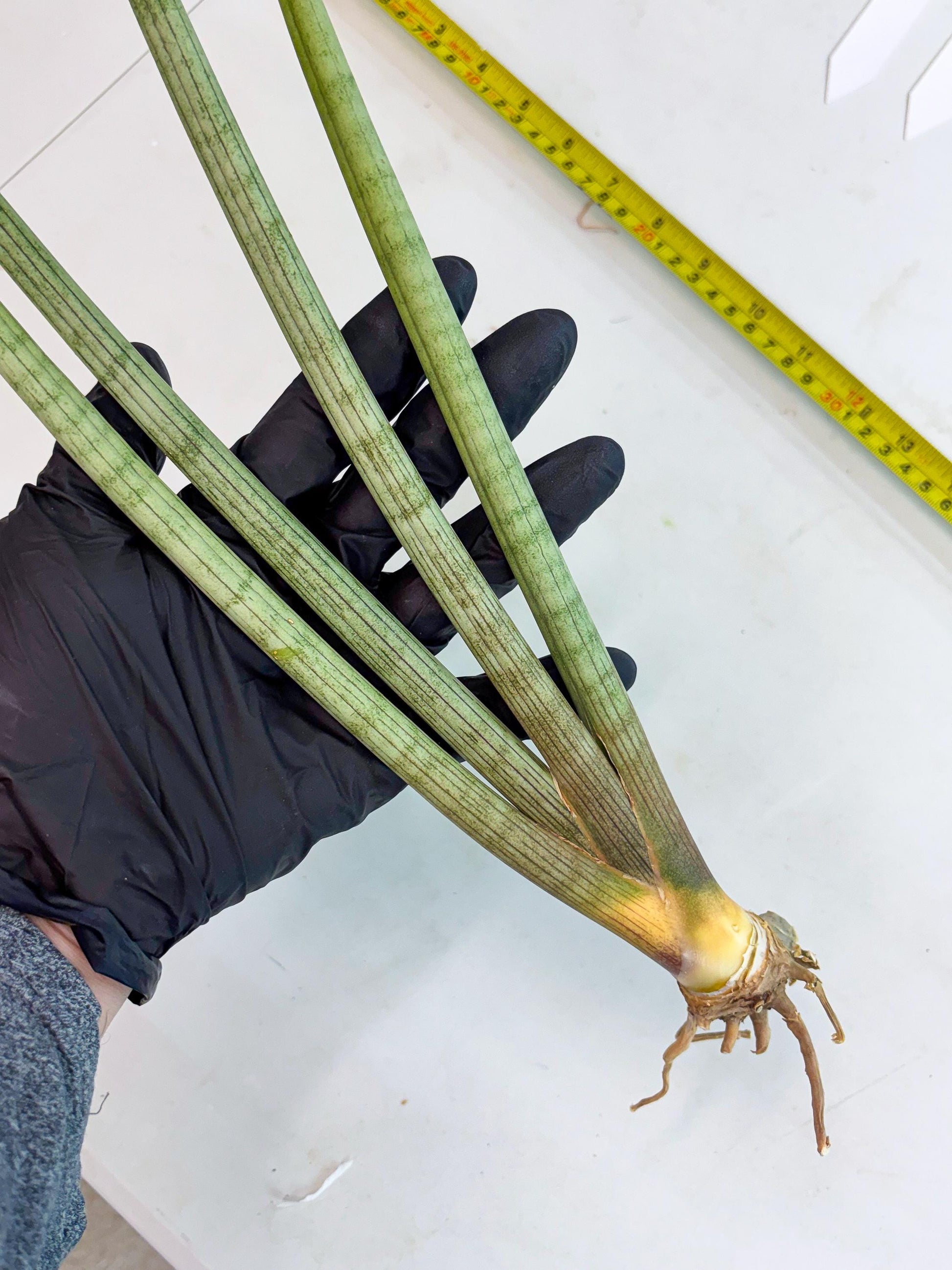 Sansevieria Huren (y14) | Imported Hybrids