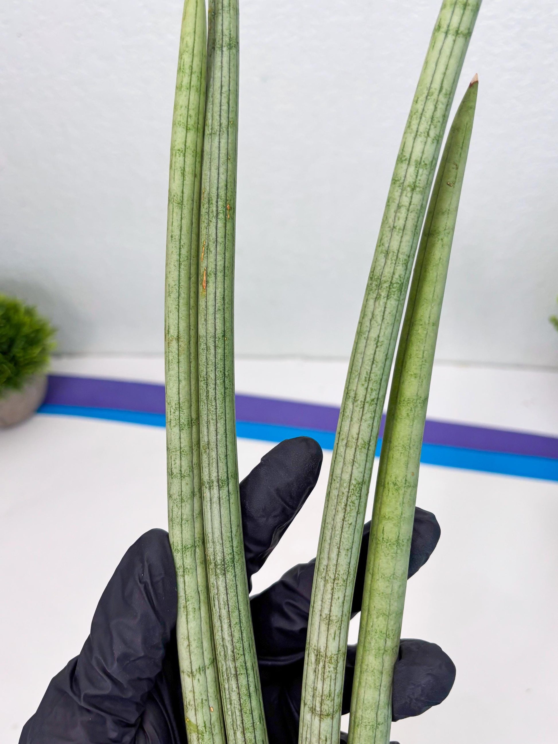 Sansevieria Huren (y14) | Imported Hybrids