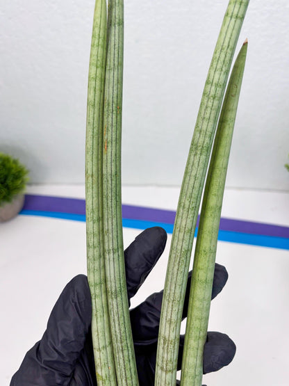 Sansevieria Huren (y14) | Imported Hybrids