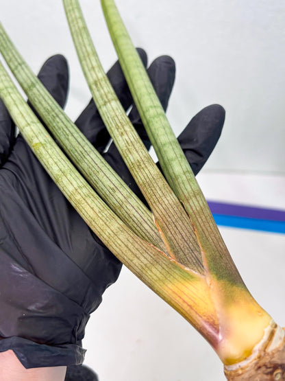 Sansevieria Huren (y14) | Imported Hybrids