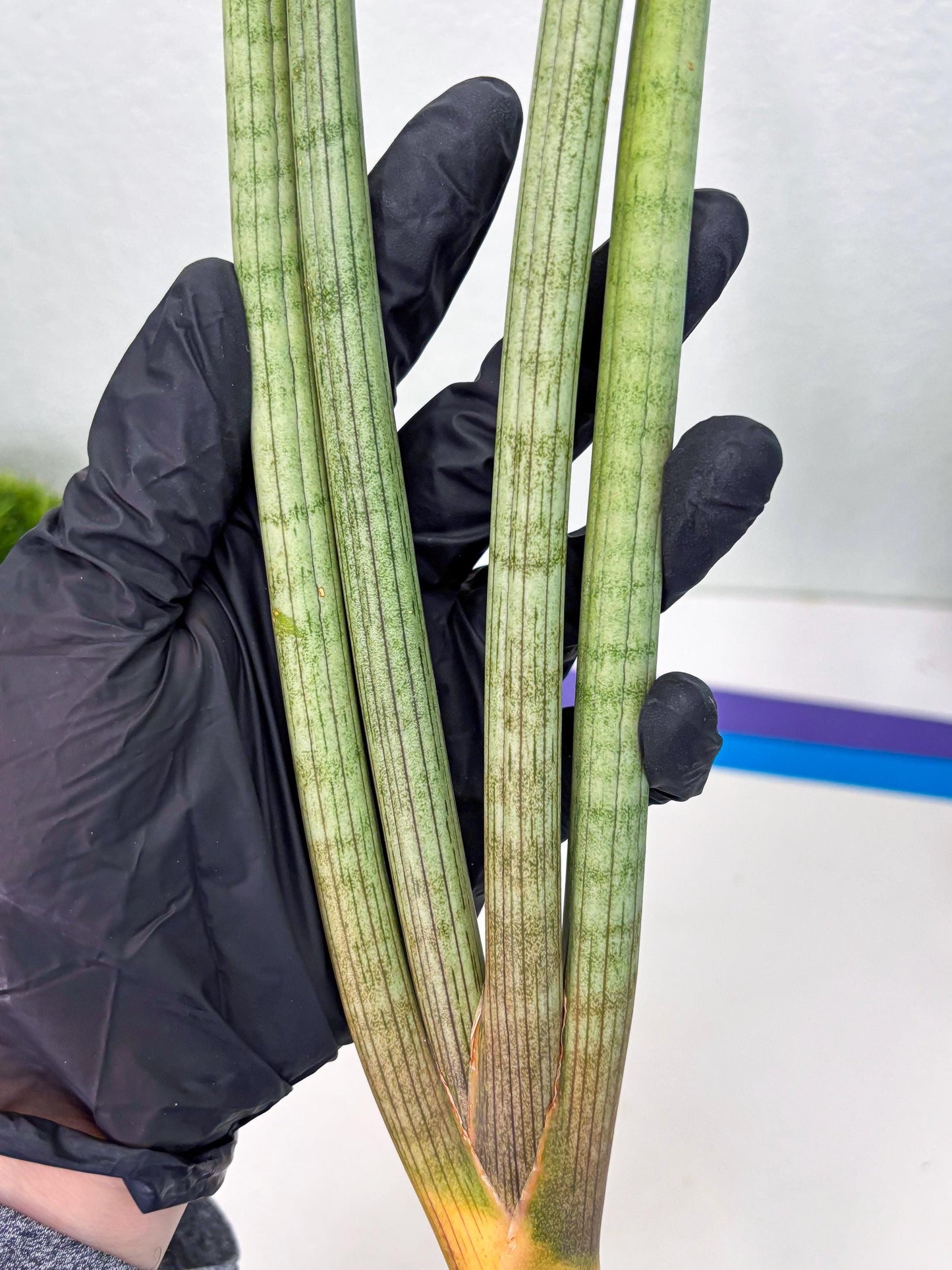 Sansevieria Huren (y14) | Imported Hybrids