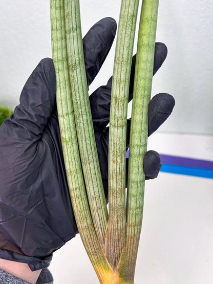 Sansevieria Huren (y14) | Imported Hybrids