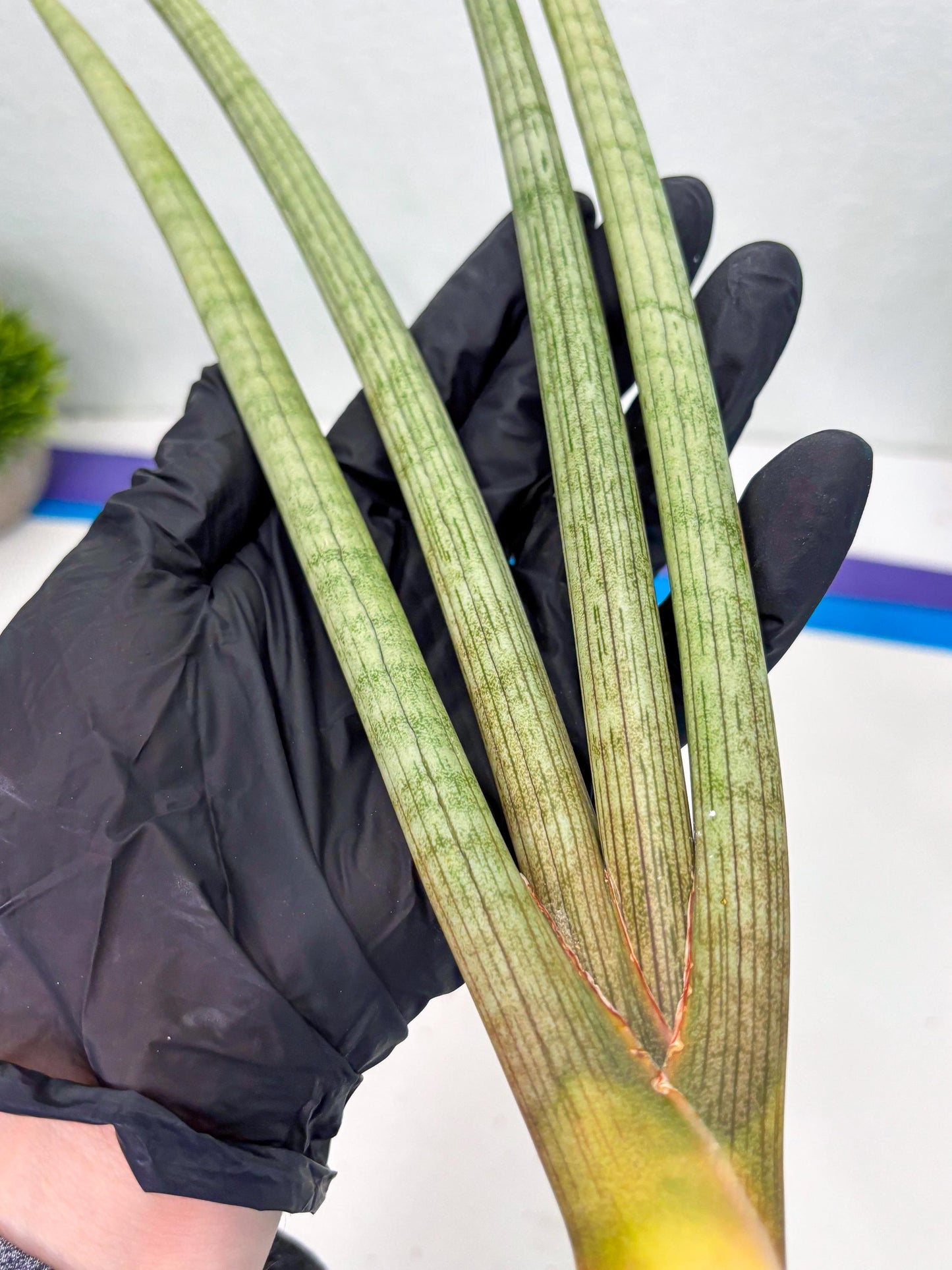 Sansevieria Huren (y14) | Imported Hybrids