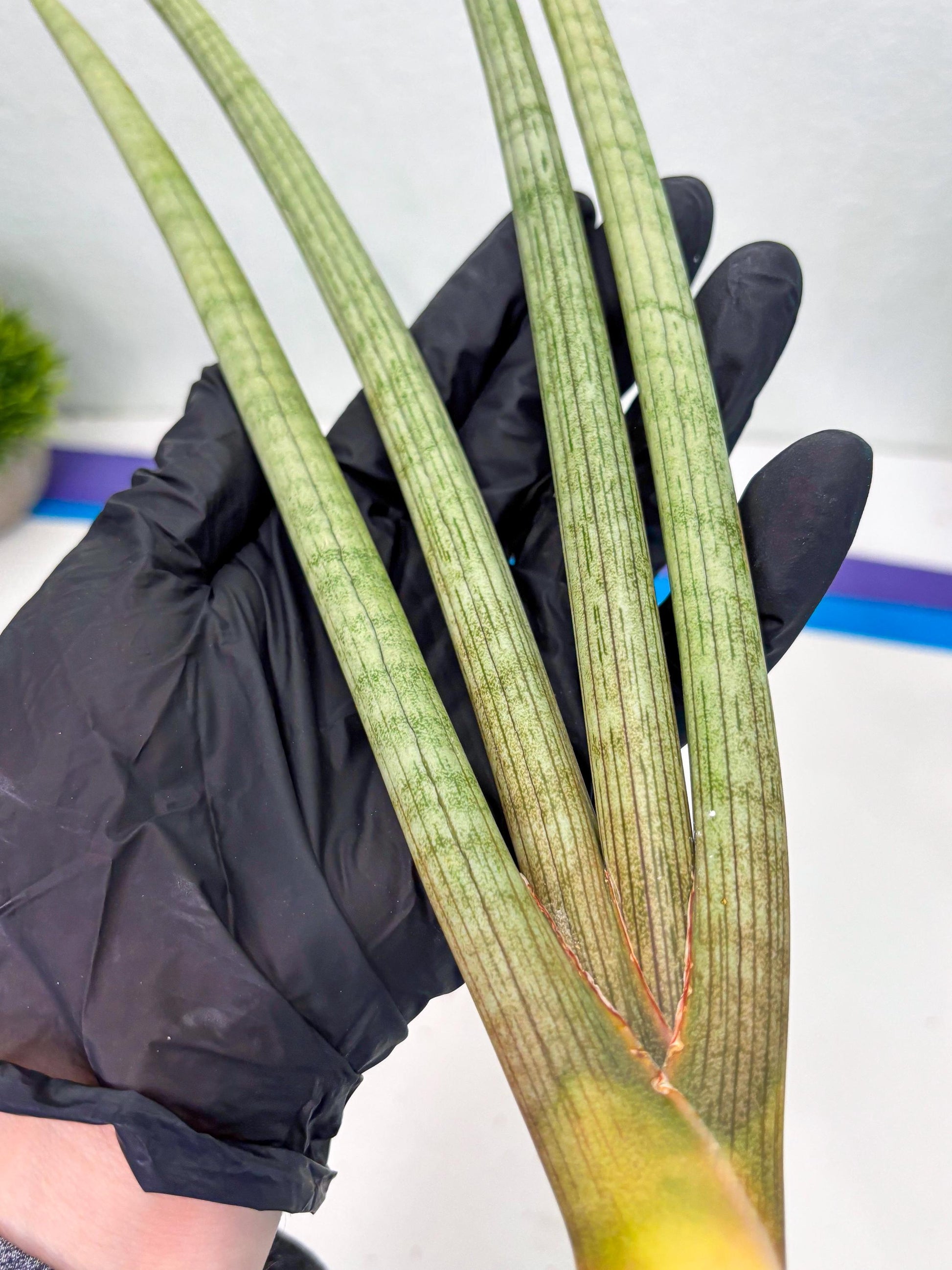 Sansevieria Huren (y14) | Imported Hybrids