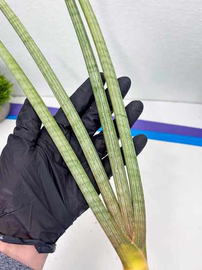 Sansevieria Huren (y14) | Imported Hybrids